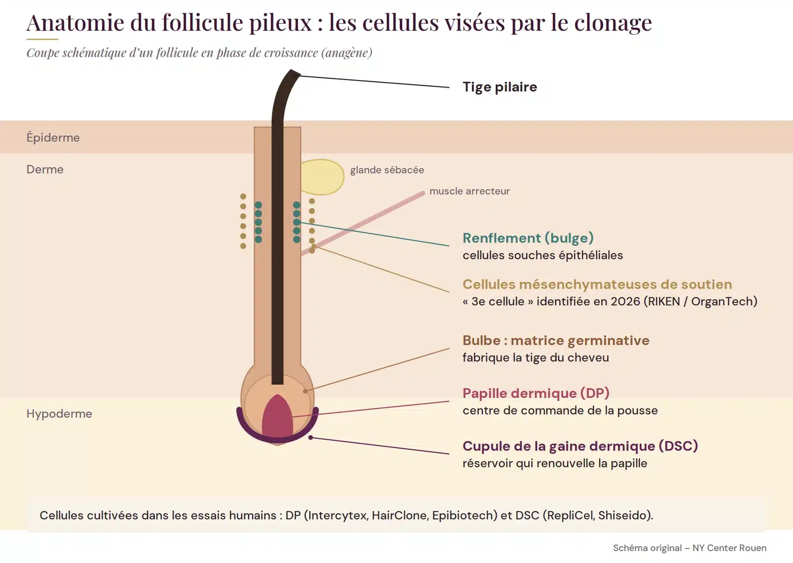 Schéma d’un follicule pileux montrant la papille dermique, la cupule de la gaine dermique, le renflement et les cellules mésenchymateuses de soutien